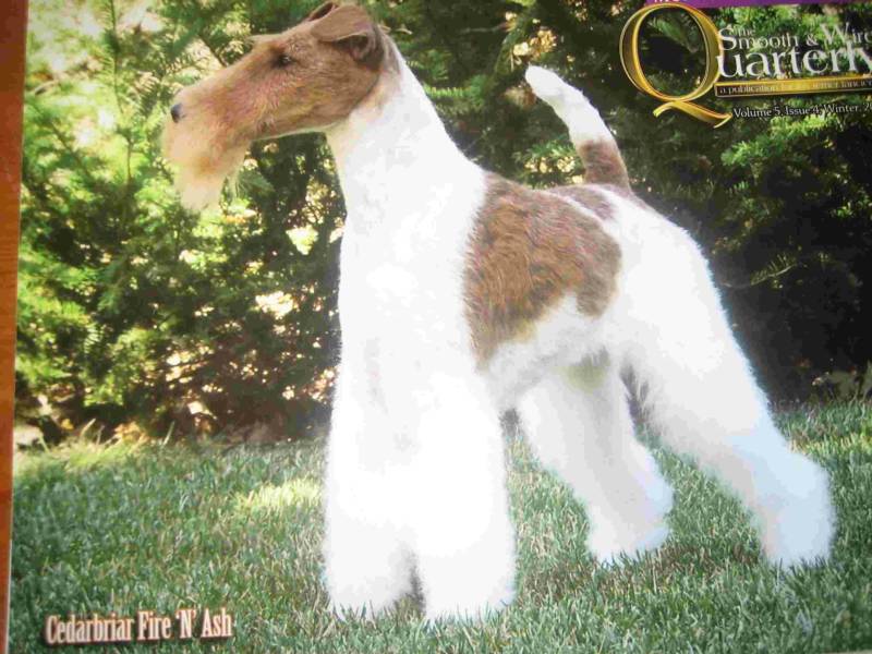 ginger wire fox terrier for sale